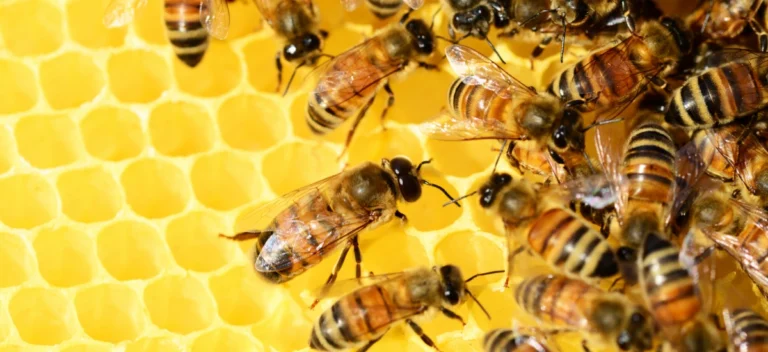 jak powstała idea Bee Naturalnie