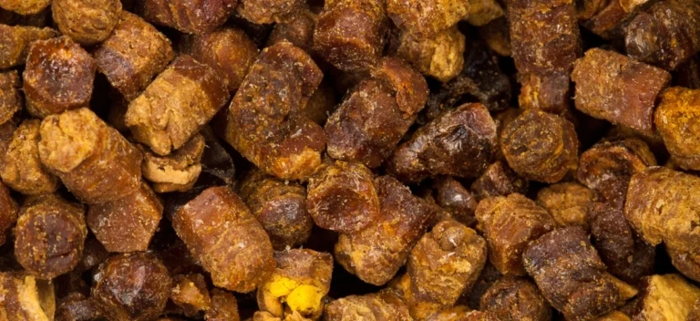 pierzga pszczela co to jest i jak powstaje