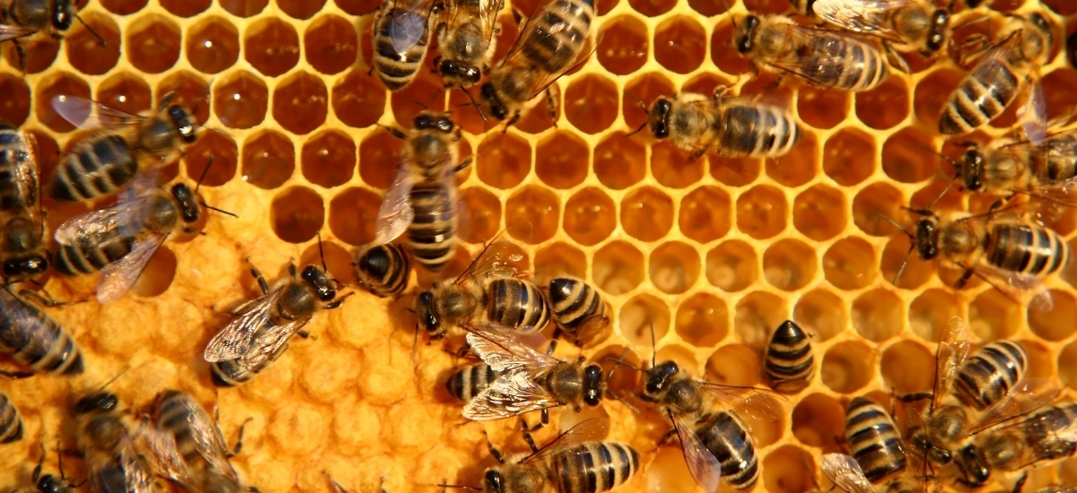 produkty pszczele na odporność