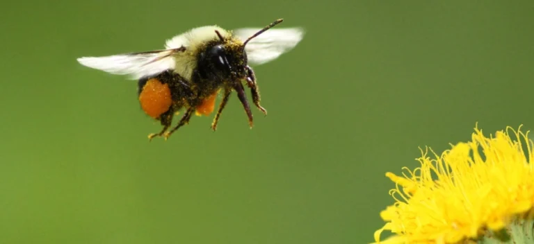 co zrobić gdy znajdziemy trzmiela