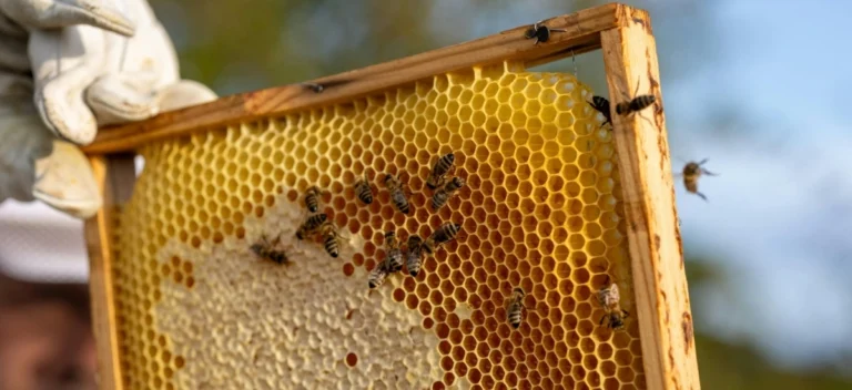 dni otwartej pasieki 2026